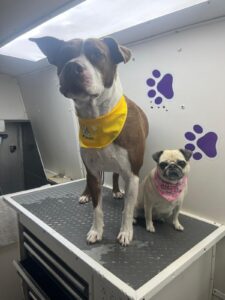 Mobile Groomers