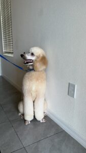 pet grooming near me