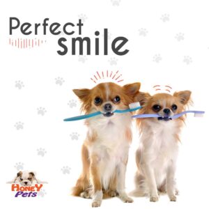 41547324 1922312847850638 4397711503654912 n mobile pet grooming west palm beach