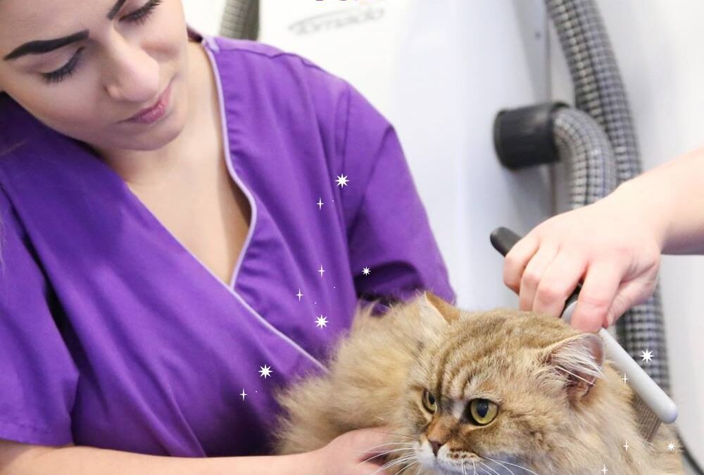 Finding a Reliable Local Pet Groomer Near You in Orlando FL