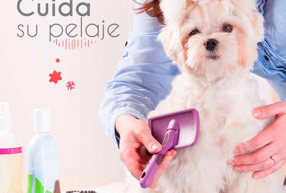 grooming for pet owners