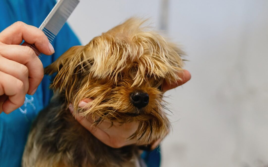 Dog Groomers