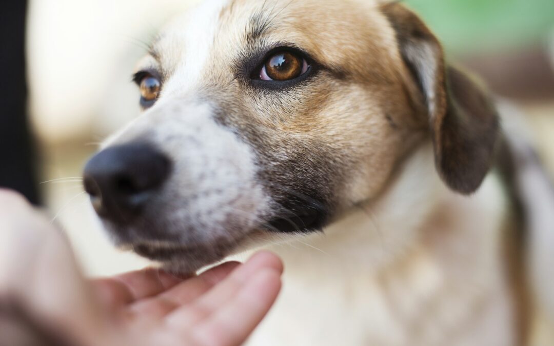 How Regular Dog Grooming Prevents Common Skin Problems