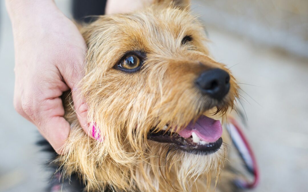 Solutions For Pets That Hide From Grooming Tools