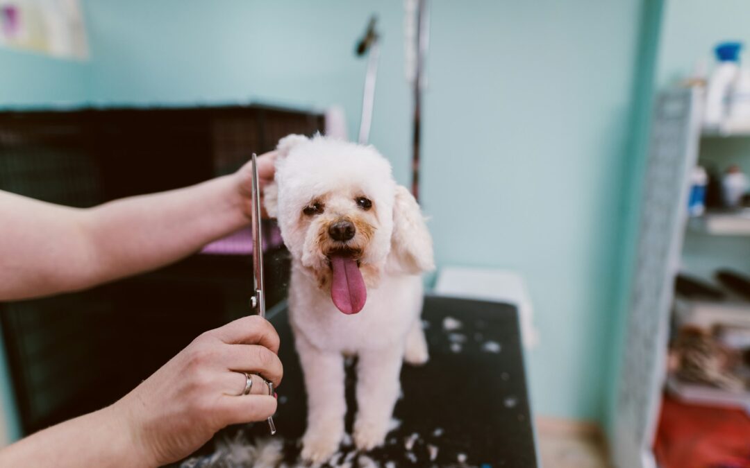Why Mobile Groomers Are Perfect for Busy Pet Owners
