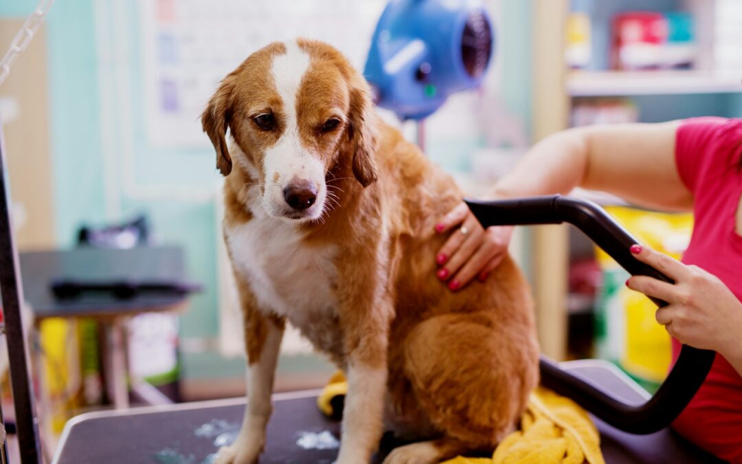Preparing Your Nervous Puppy for Their First Professional Spa Visit