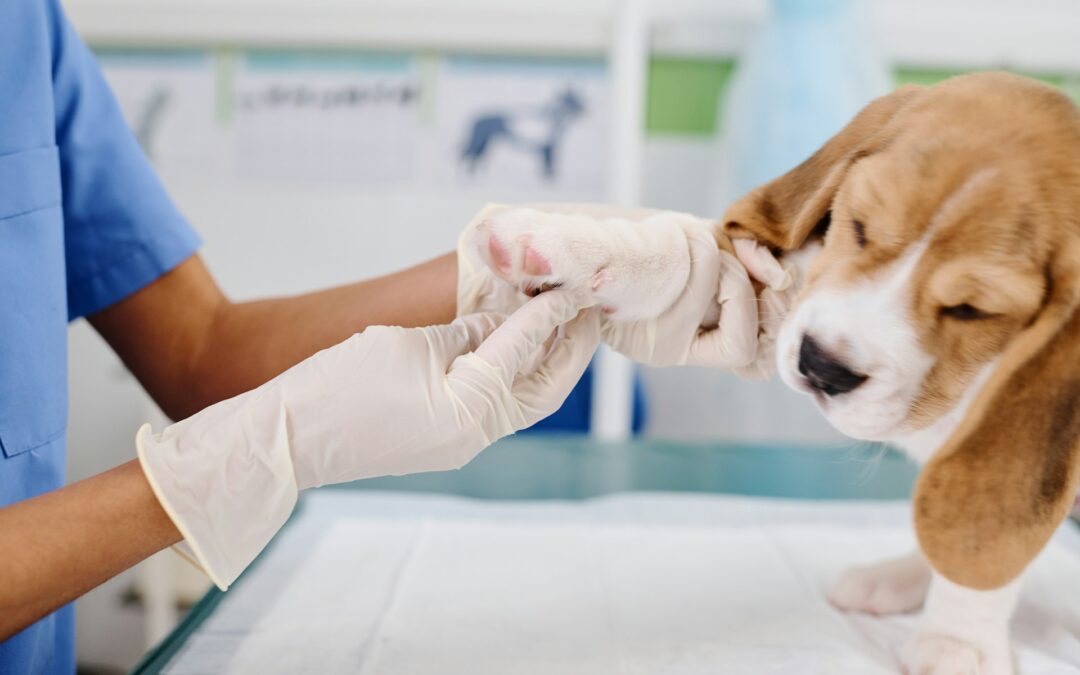 Top Benefits of Mobile Dog Grooming for St. Petersburg Seniors