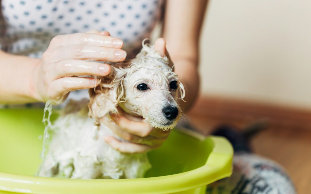 Pet Shampoos
