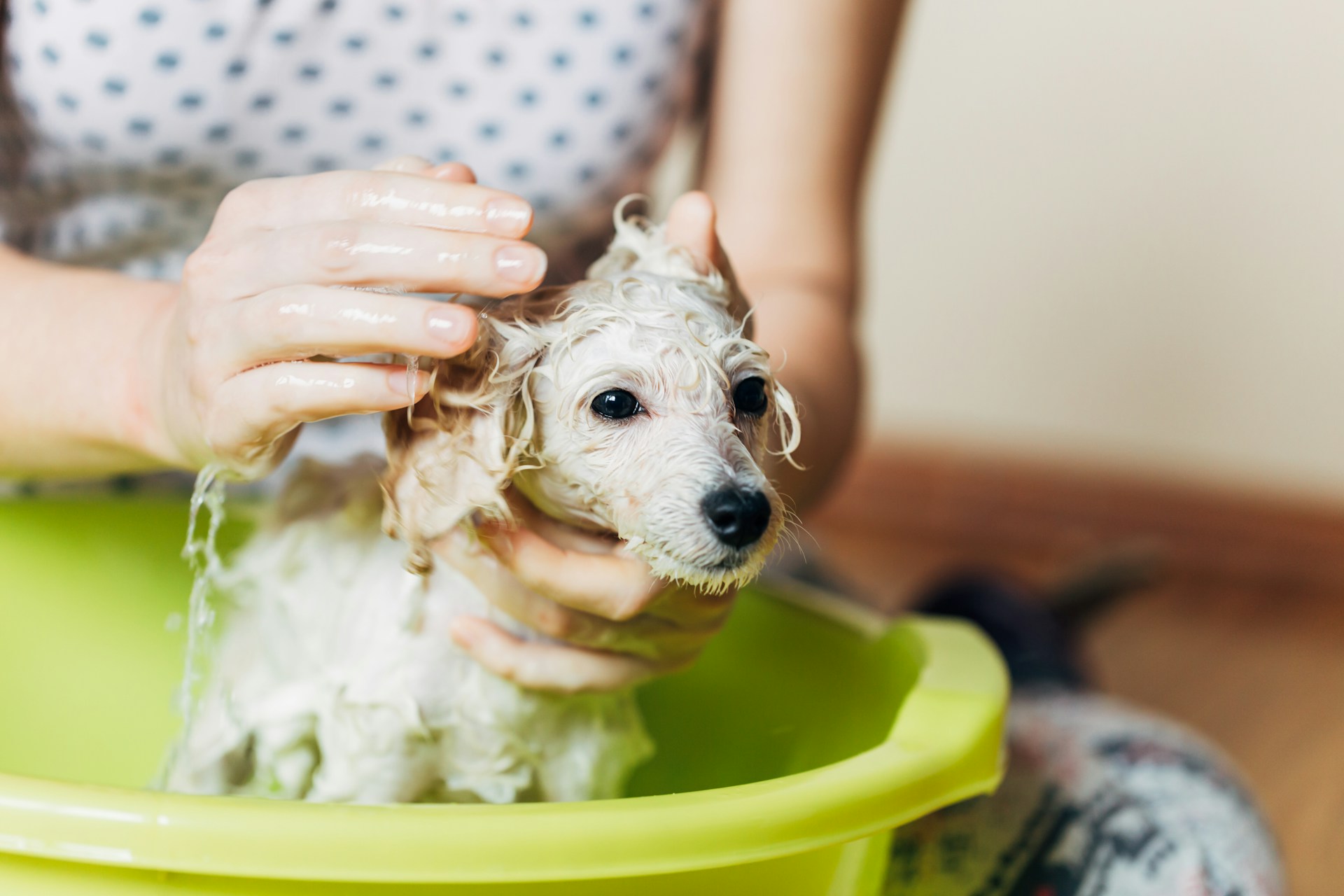 Pet Shampoos
