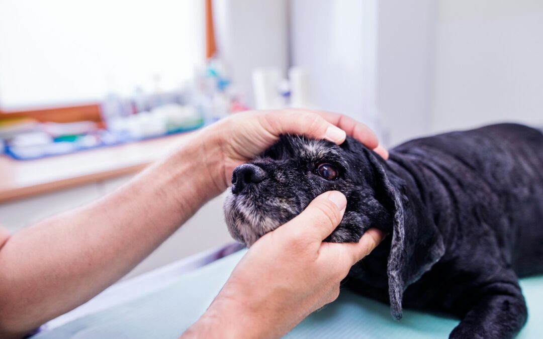 Ways An Animal Spa Enhances Your Pet’s Mental Well-Being