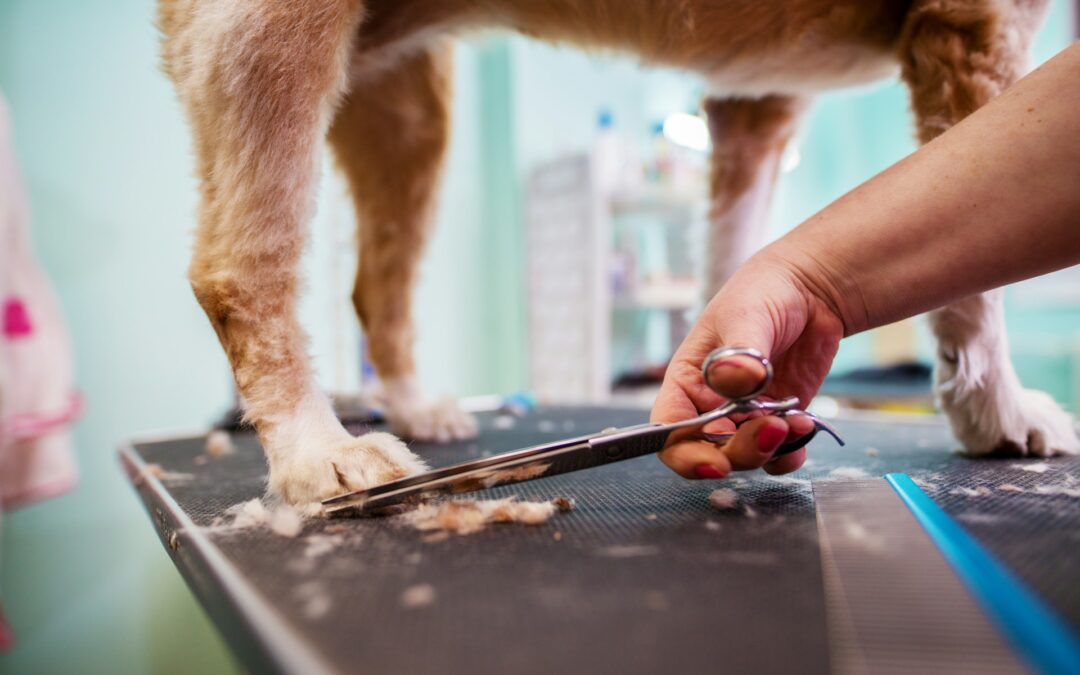 Top Tips for Mobile Dog Grooming Success