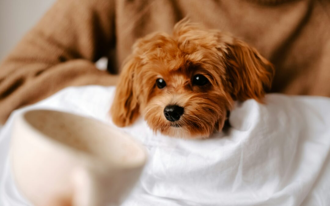 Techniques To Keep Your High-Energy Pet Calm During Spa Sessions