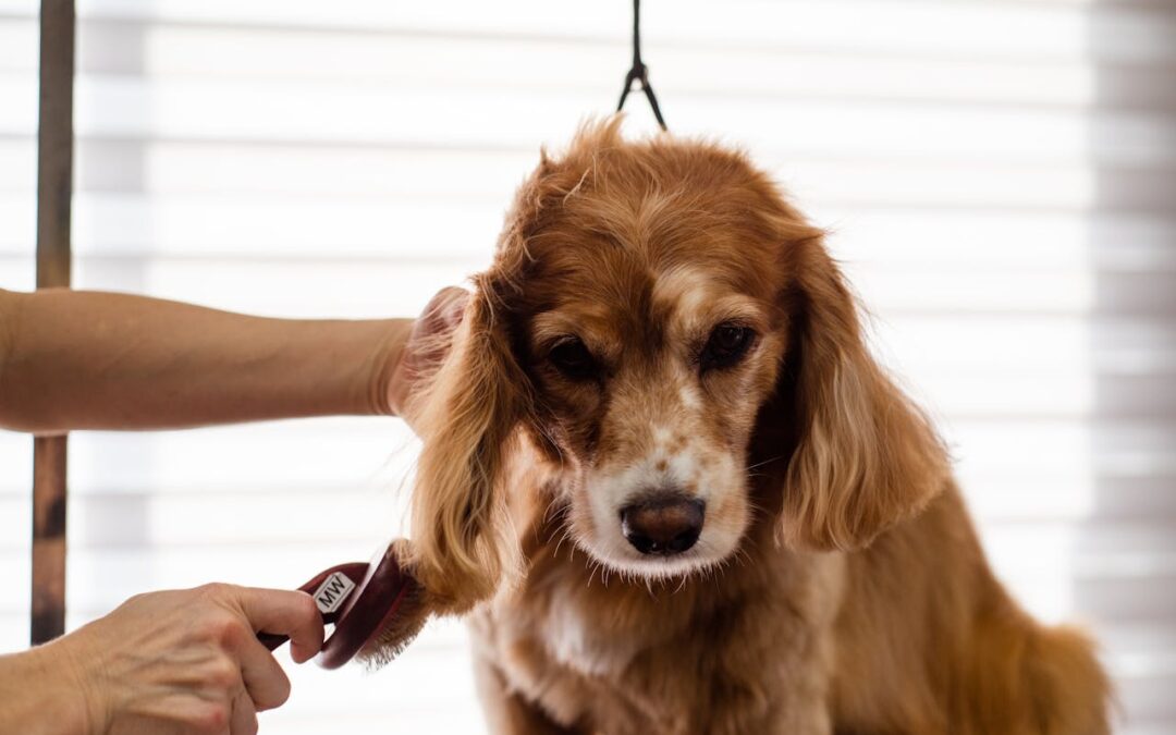 Effective Ways To Reduce Excessive Shedding with Professional Grooming