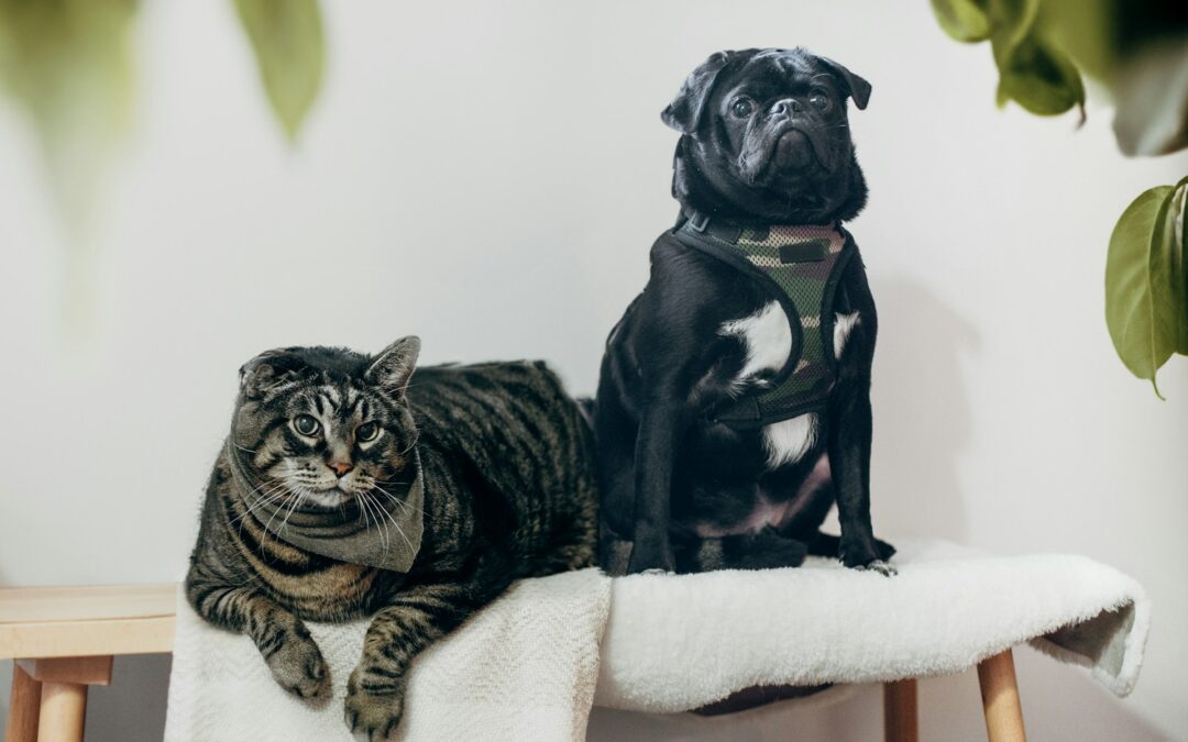 How To Choose a Reliable Local Pet Groomer for Your Specific Breed