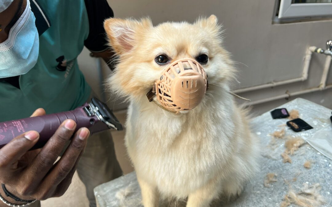 Managing Pet Matting Issues With Professional Care