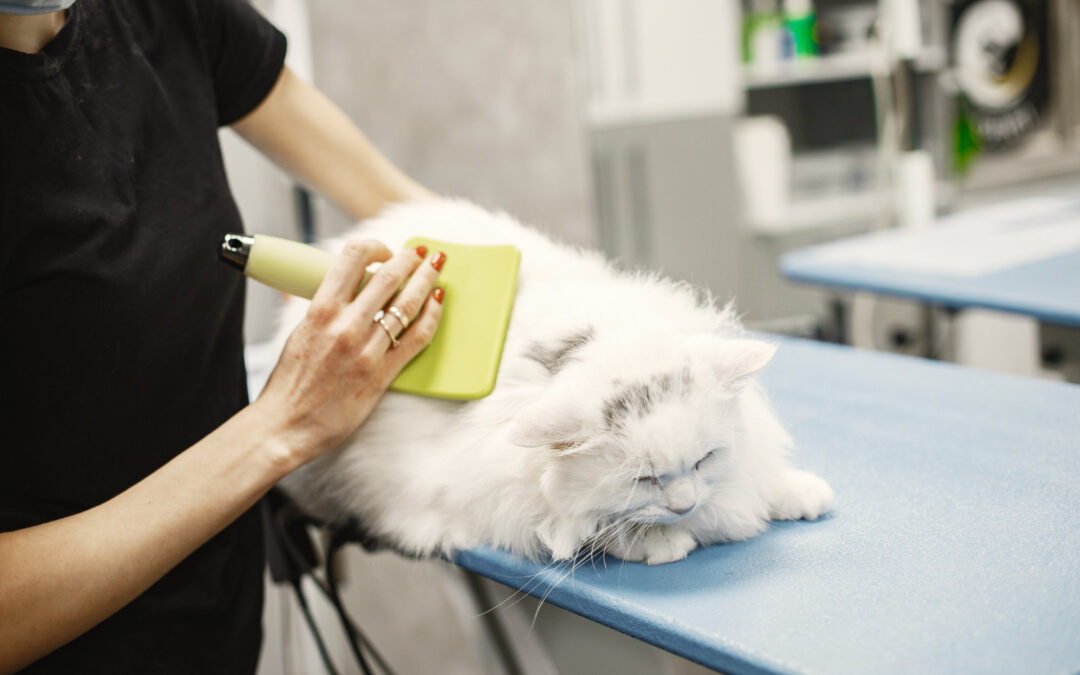 At-Home Care Between Mobile Grooming Sessions