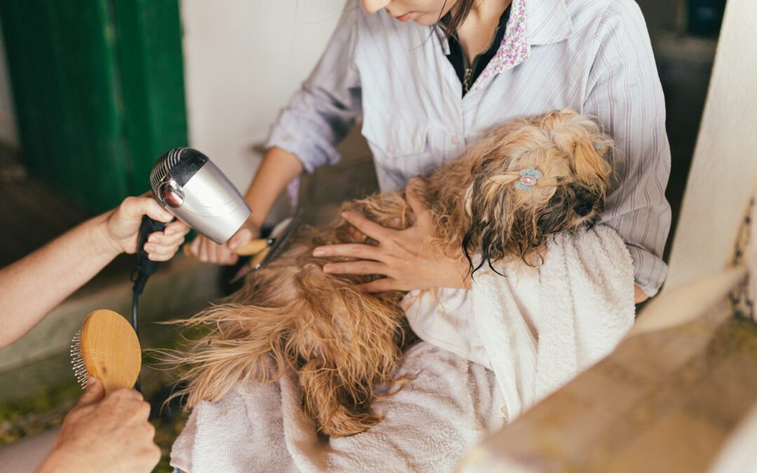 Solutions For Dogs That Bite During Grooming
