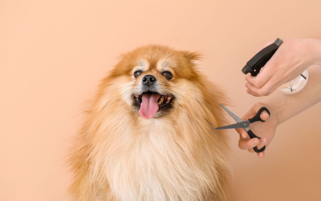 When Your Pet Needs Extra Pampering And Care