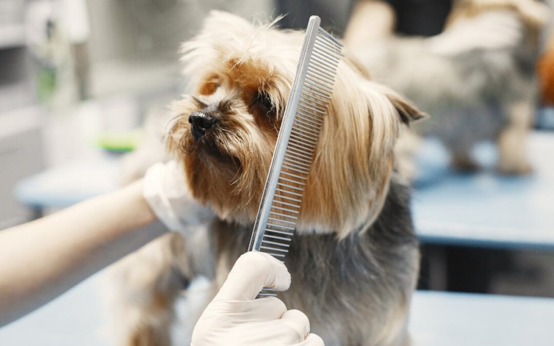 Summer Grooming Tips For Long-Haired Dogs