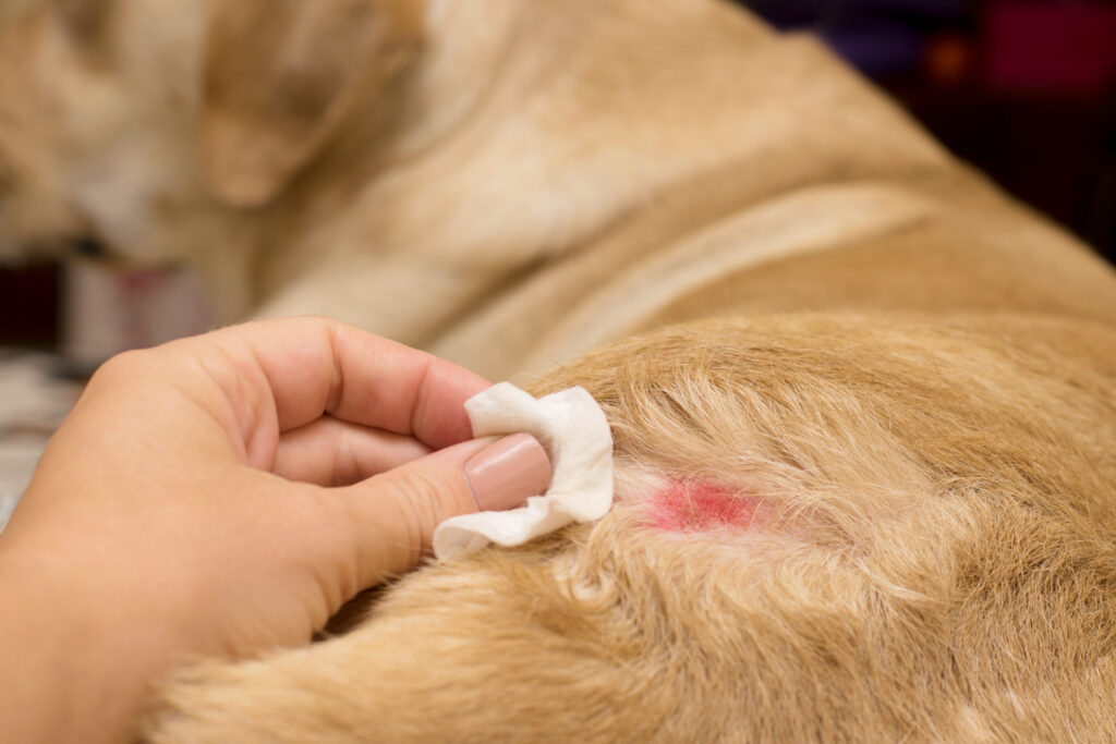 Pet Skin Allergies