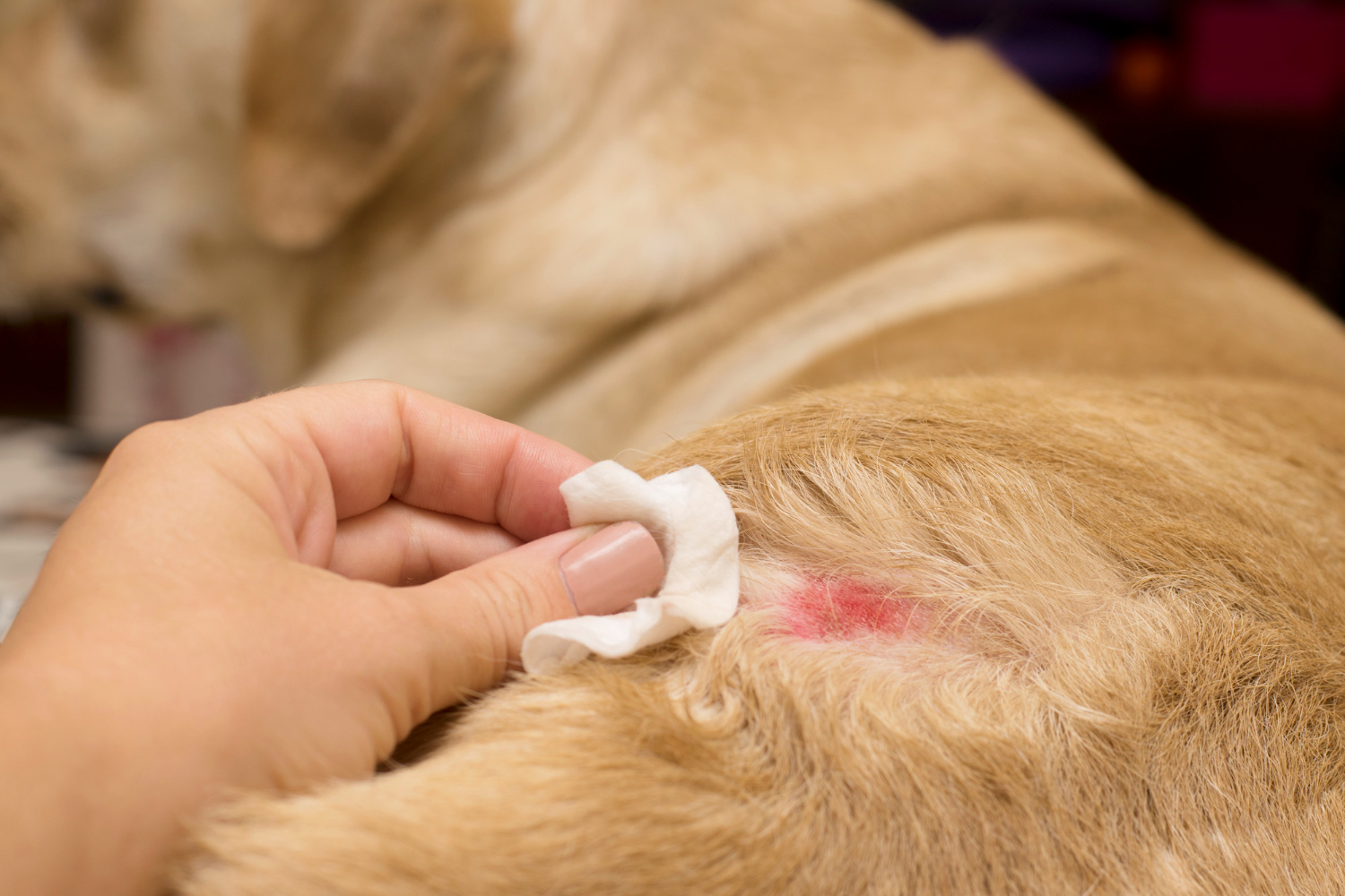 Pet Skin Allergies