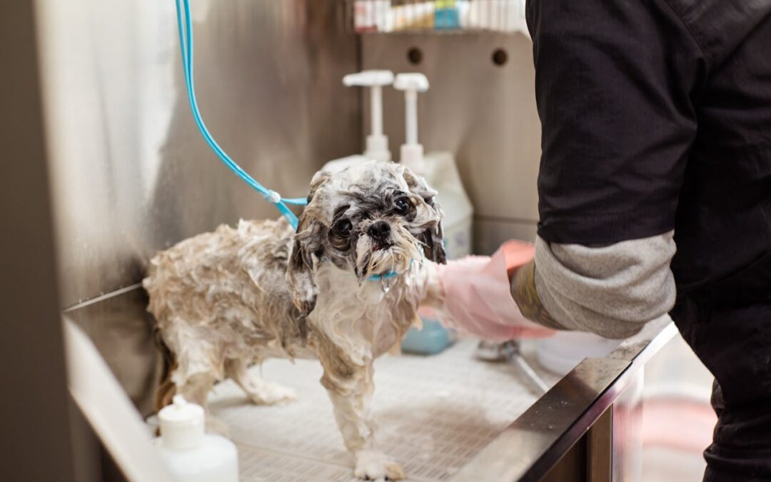 Fall Spa Treatments for Dogs in Charlotte That Actually Soothe