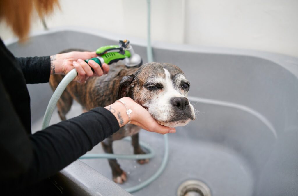 senior dog grooming