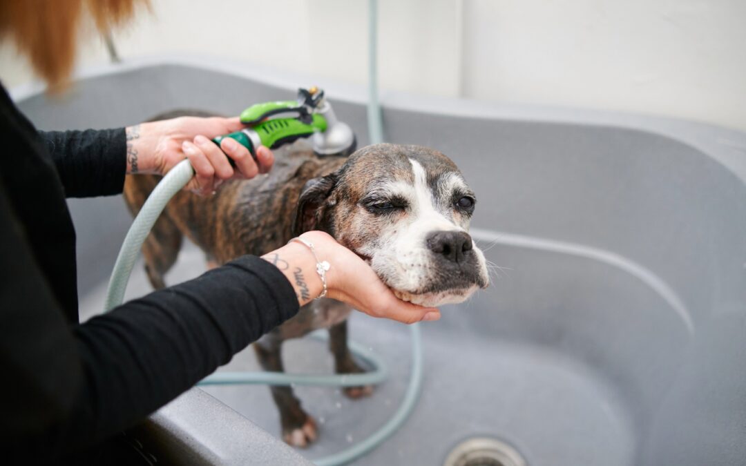 How Mobile Dog Grooming in Greensboro Helps Older Pets