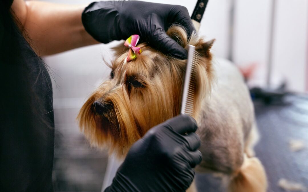 Pet Grooming