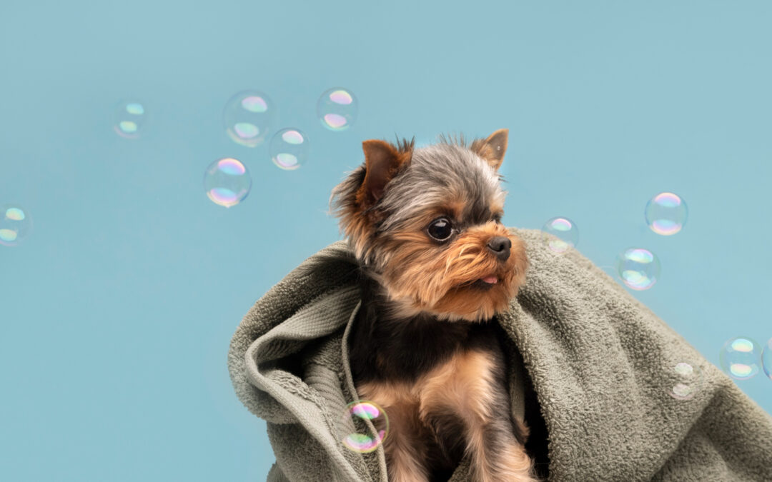 How to Tell When Your Dog Needs a Spa Treatment in Charlotte