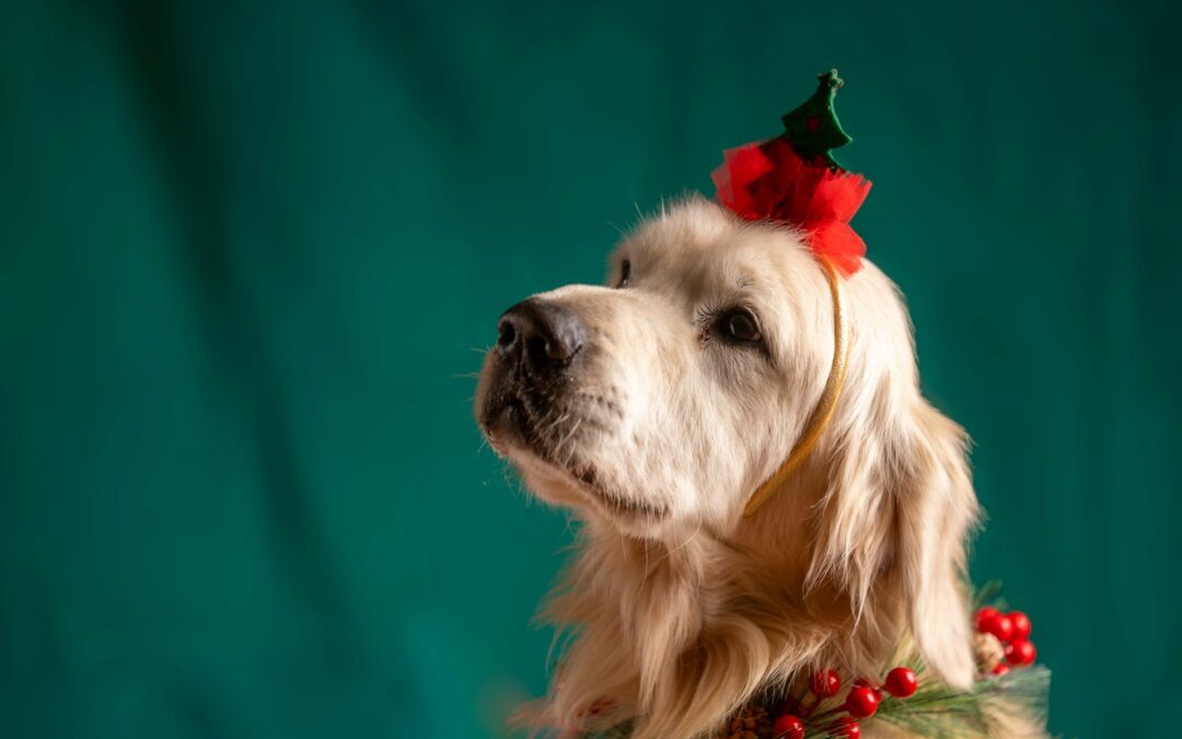 Preparing Your Pet for Holiday Gatherings with Charlotte Spa Services