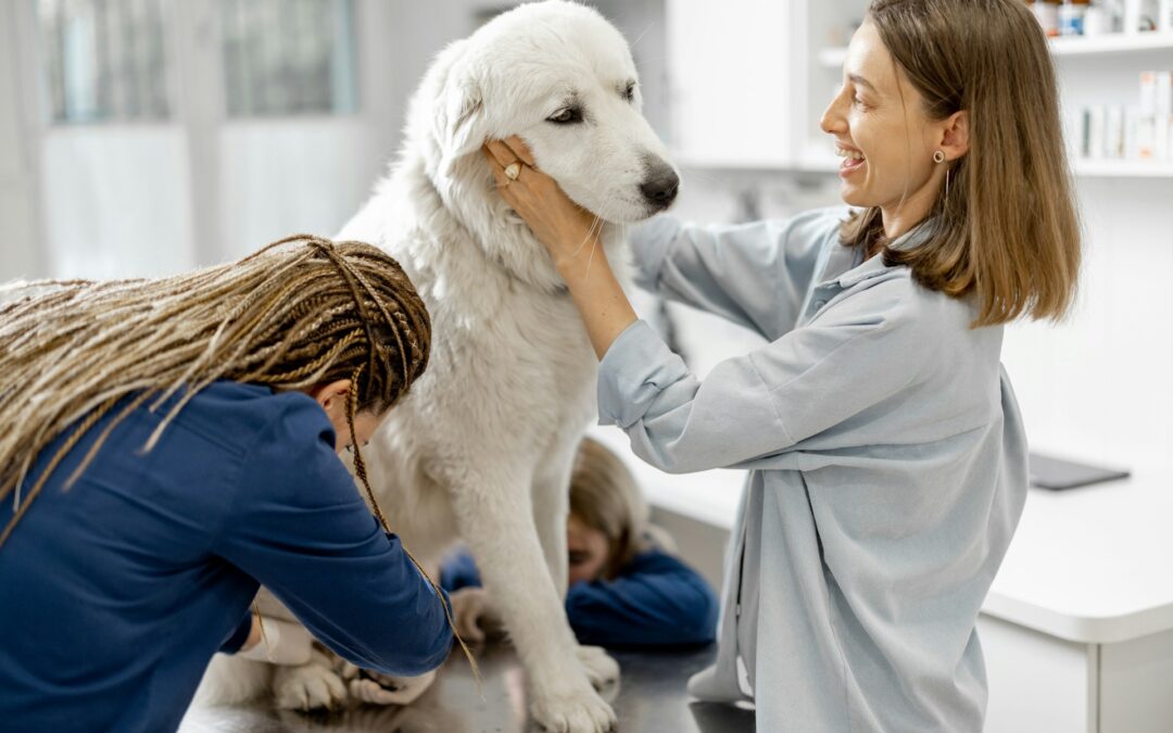 How to Find Professional Pet Grooming in Charlotte Without Stress