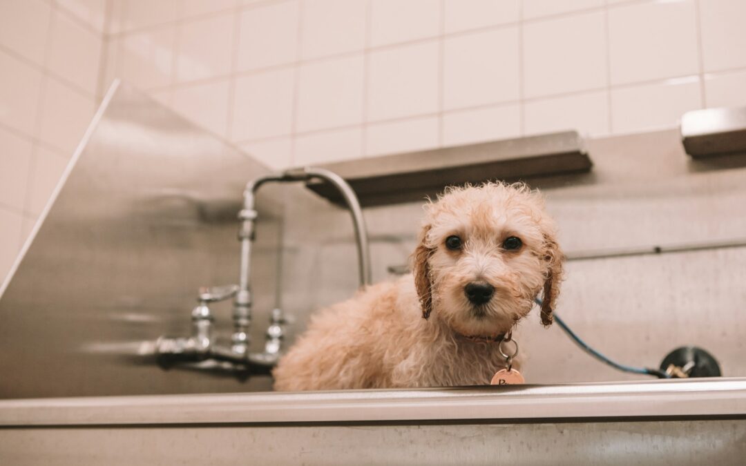 Why Regular Dog Bath Service Matters During Charlotte Autumn