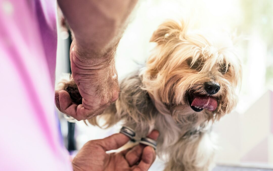 Why Dog Grooming in Concord NC Changes With Winter Coats