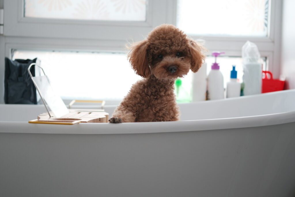 Dog Bath Service
