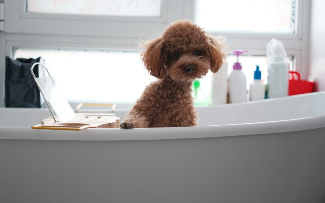Dog Bath Service in Charlotte Shouldn’t Be This Hard to Book
