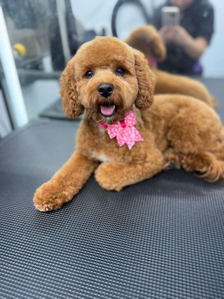 WhatsApp Image 2026-01-24 at 9.04.00 AM