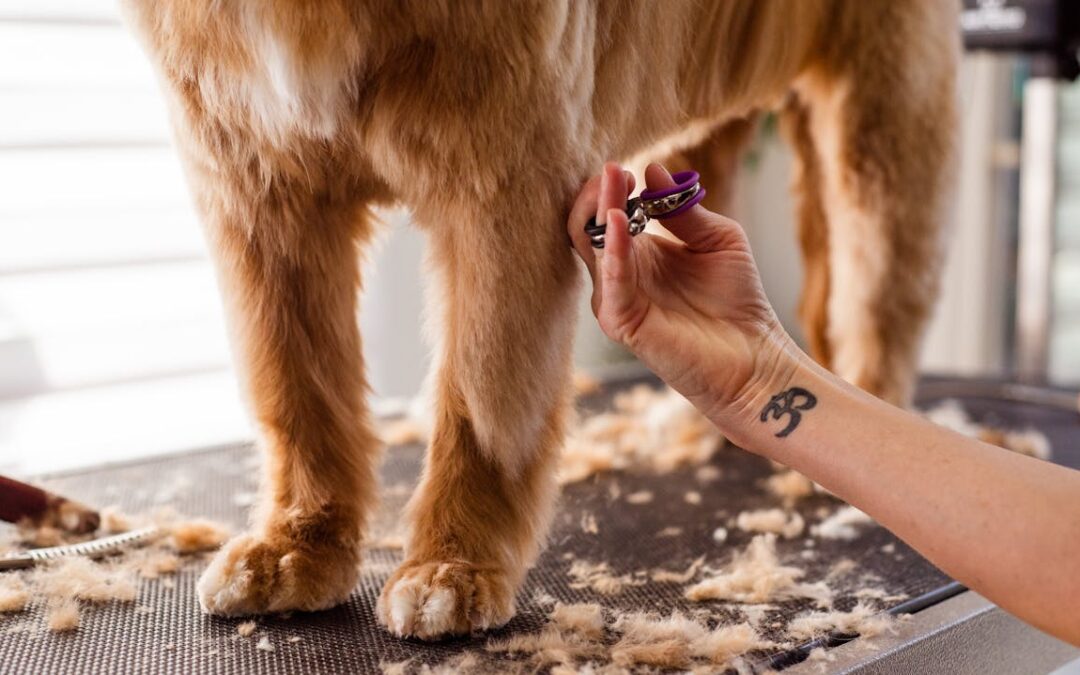 Dog Grooming