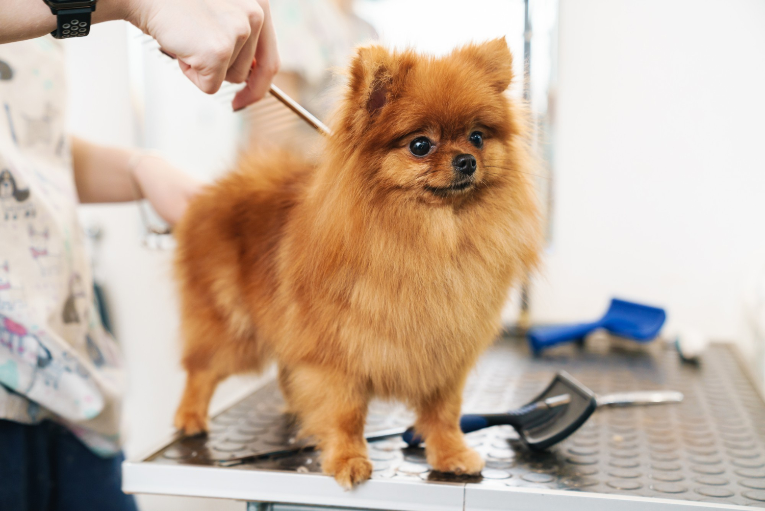 Thick Fur Dog Grooming