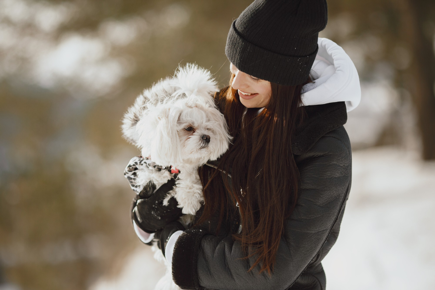 Winter Dog Grooming