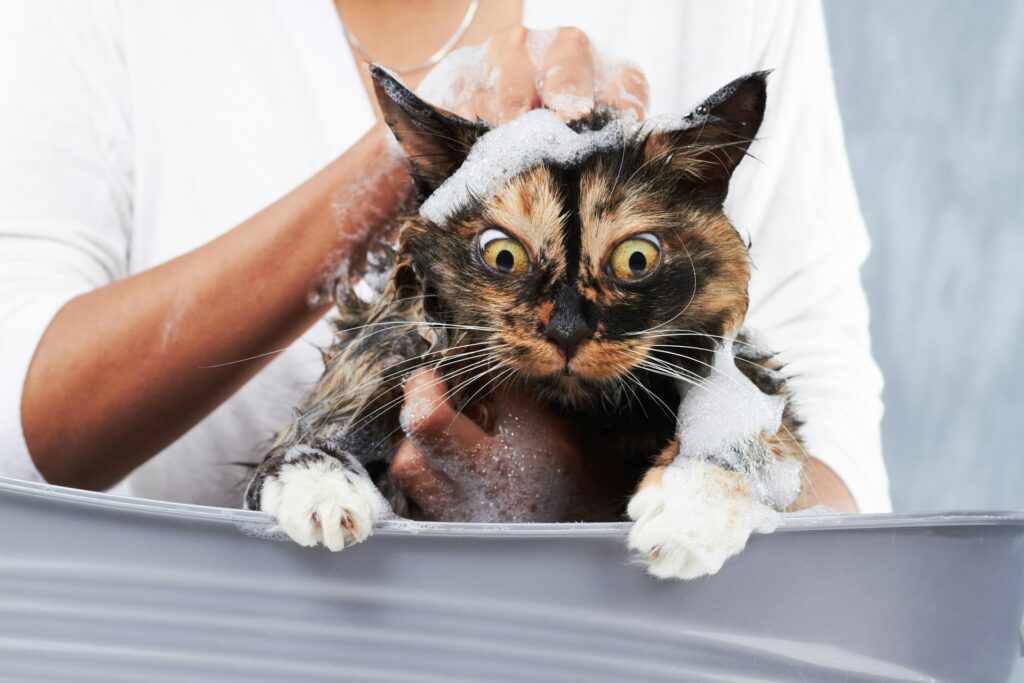 Cat Grooming