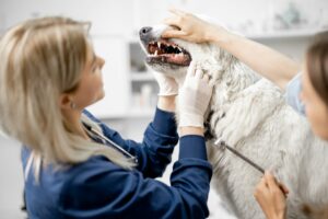 Deep Dental