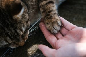 Cat Nail
