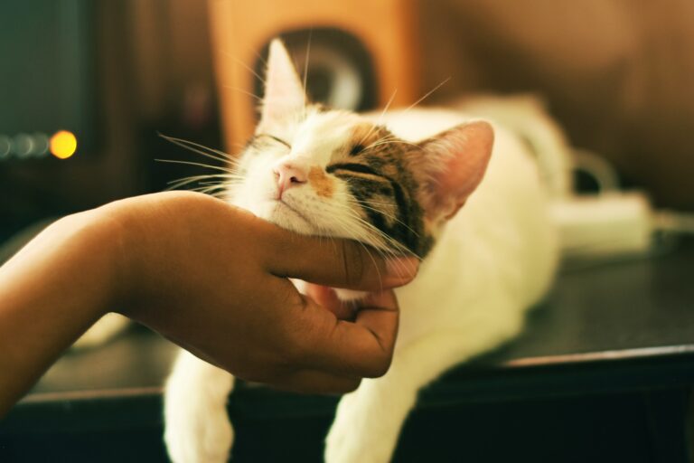 Cat Grooming