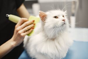 Cat Grooming