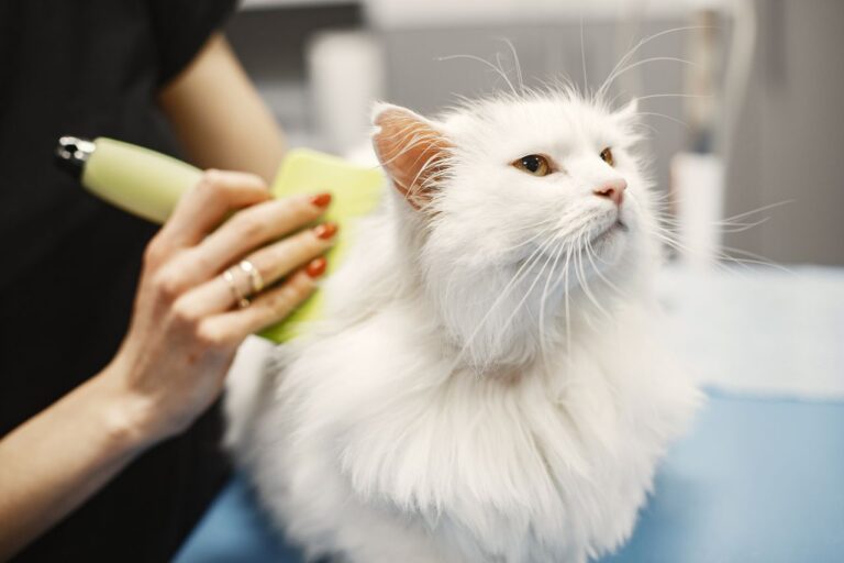 Cat Grooming