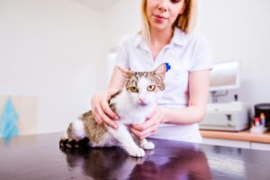 Cat Grooming