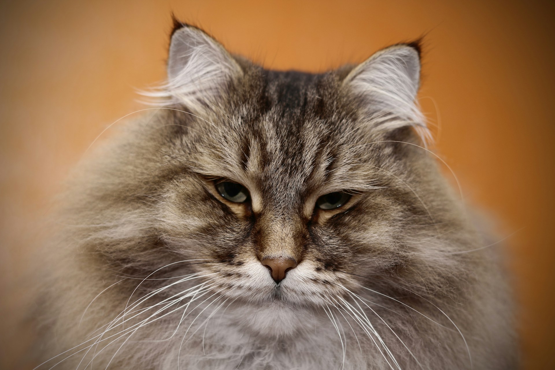 Cat Grooming