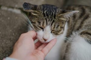 Cat Grooming