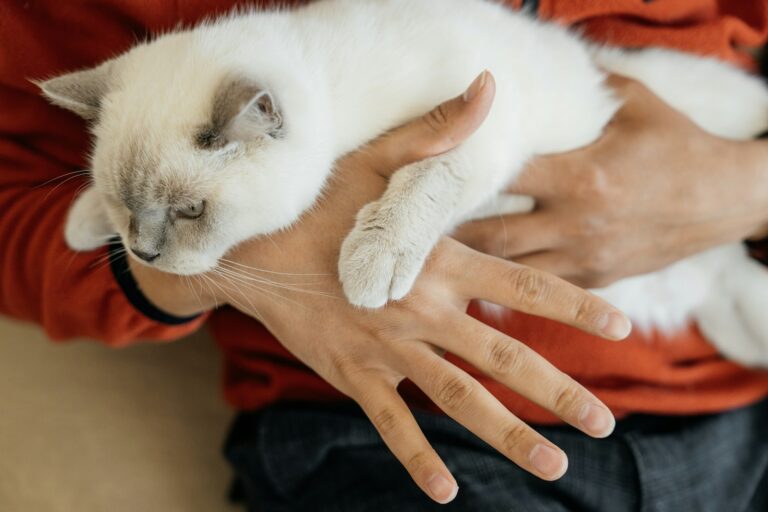 Cat Care